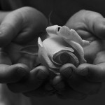 Child presenting a peace rose.