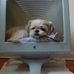 Dog bed in a computer monitor.