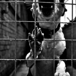 dog in jail