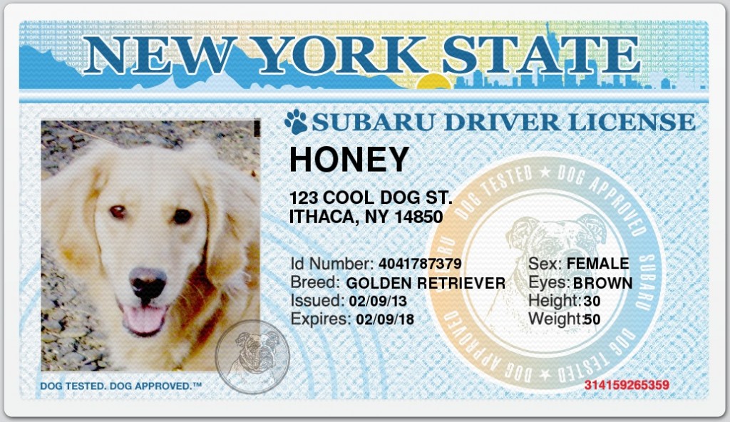 Honey's Subaru NY Driver's License