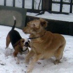 Layla play bowing to Honey.