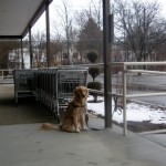 Honey the Golden Retriever waits outside the store.