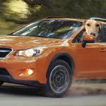 Honey the Golden Retriever rides in a Subaru CrossTrek.