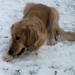 Honey the Golden Retriever lies in the snow.