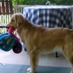 Honey stands on the porch with her toy.