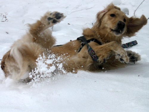 Honey the Golden Retriever rolls in the snow at Ithaca falls.
