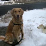 Honey the Golden Retriever posing with an anti dog poop sign.