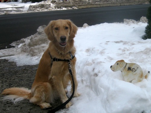 Honey and the "no" dog Honey the Golden Retriever posing with an anti dog poop sign.