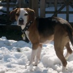 Layla the foster beagle in the snow.
