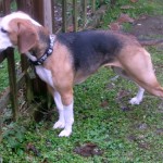 Layla the foster beagle sniffs through the fence.