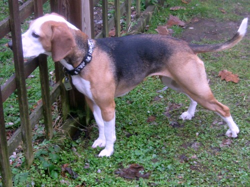Layla the foster beagle sniffs through the fence.