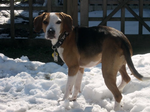 Layla the foster beagle in the snow.