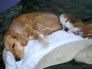 Honey the Golden Retriever sleeping with Layla the beagle.