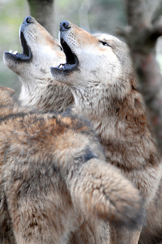 Wolf pack howling.