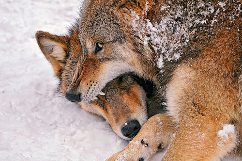 Wolves fighting in a zoo.