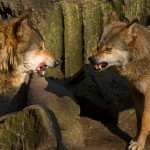 Wolf Communication.