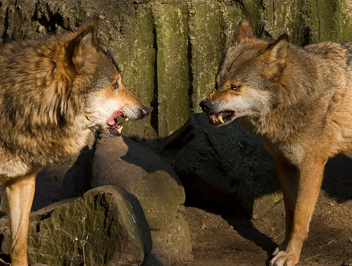 Wolf Communication.