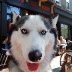 Husky smiles at Soho Pizza in Philadelphia.