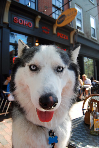 Husky smiles at Soho Pizza in Philadelphia.