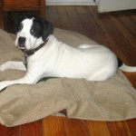 Bandit the foster puppy sits on a bed.