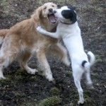Honey the Golden Retriever plays bitey face with Bandit the foster puppy.