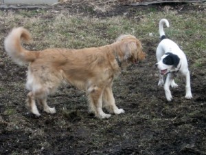 Honey the Golden Retriever stares down Bandit the foster puppy.