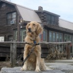 Honey the Golden Retriever poses.