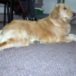 Honey the Golden Retriever lies in the INHS offices.