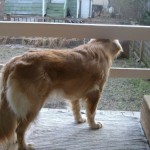 Honey the Golden Retriever sniffing the world from the porch.