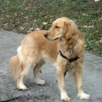 Honey the Golden Retriever on a walk.