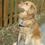 Honey the Golden Retriever sniffs out a neighbor dog.