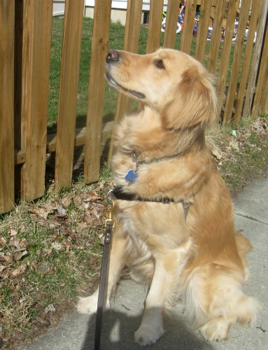 Honey the Golden Retriever sniffs out a neighbor dog.