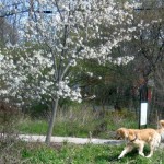 Honey the Golden Retriever sniffs at Conley Park in Ithaca.
