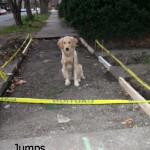 Honey the Golden Retriever considers a jump at a construction site.