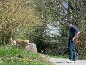 Honey the Golden Retriever retrieves her ball from the bushes.