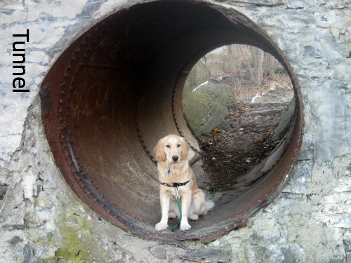 Honey the Golden Retriever poses in a tunnel.