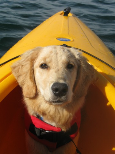 Honey the Golden Retriever rides in a kayak.