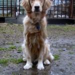 Honey the Golden Retriever checks out the mud.