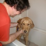 Honey the Golden Retriever gets a bath.