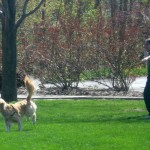 Honey the Golden Retriever prepares to fetch.