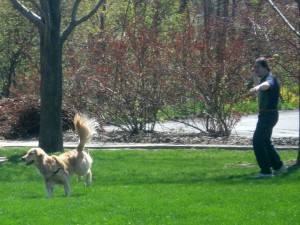 Honey the Golden Retriever prepares to fetch.