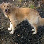 Honey the Golden Retriever poses beside Fall Creek in Ithaca.