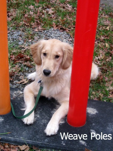 Honey the Golden Retriever worries about the weave poles.