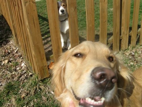 Honey the Golden Retriever loves her Corgi neighbor.
