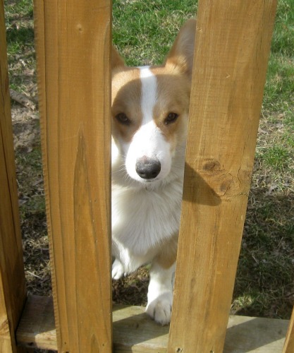 Corgi peers out through the fence.