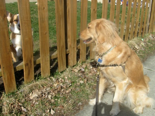 Honey the Golden Retriever spots a Corgi.