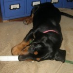 Basset Hound foster puppy chews a bone.