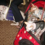 Cats and dogs attend the BlogPaws Social Media Conference.