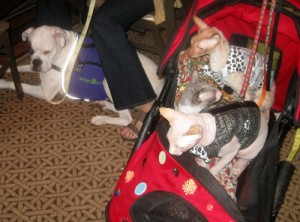 Cats and dogs attend the BlogPaws Social Media Conference.