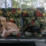 Honey the Golden Retriever and Sally the Basset Hound foster puppy relax.